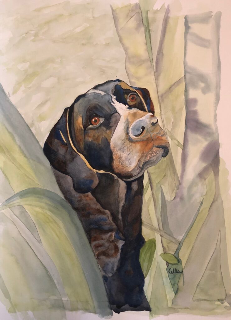 Gunnerdoodle GSP