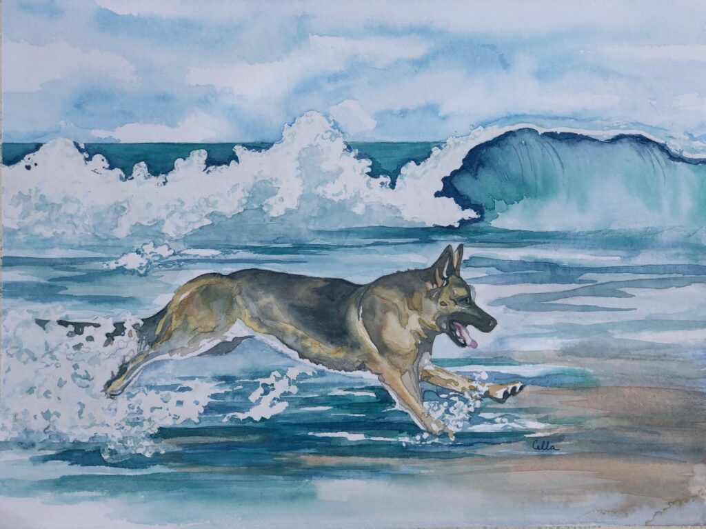 German Shepherd at the beach