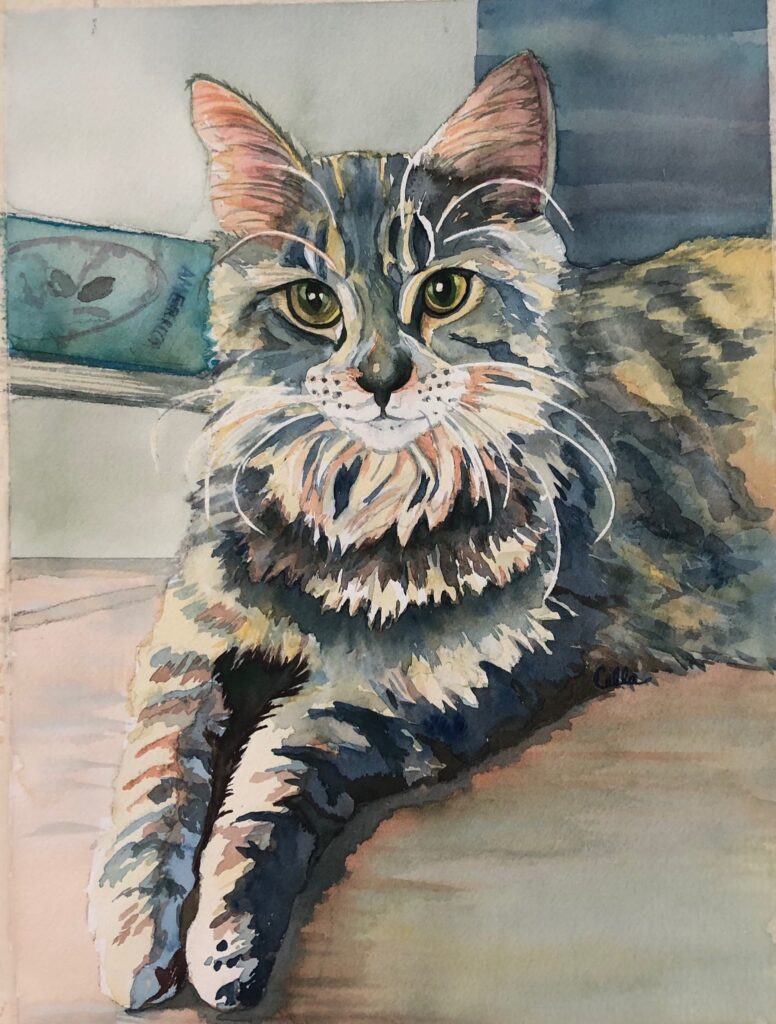 Luna the Maine Coon kitten