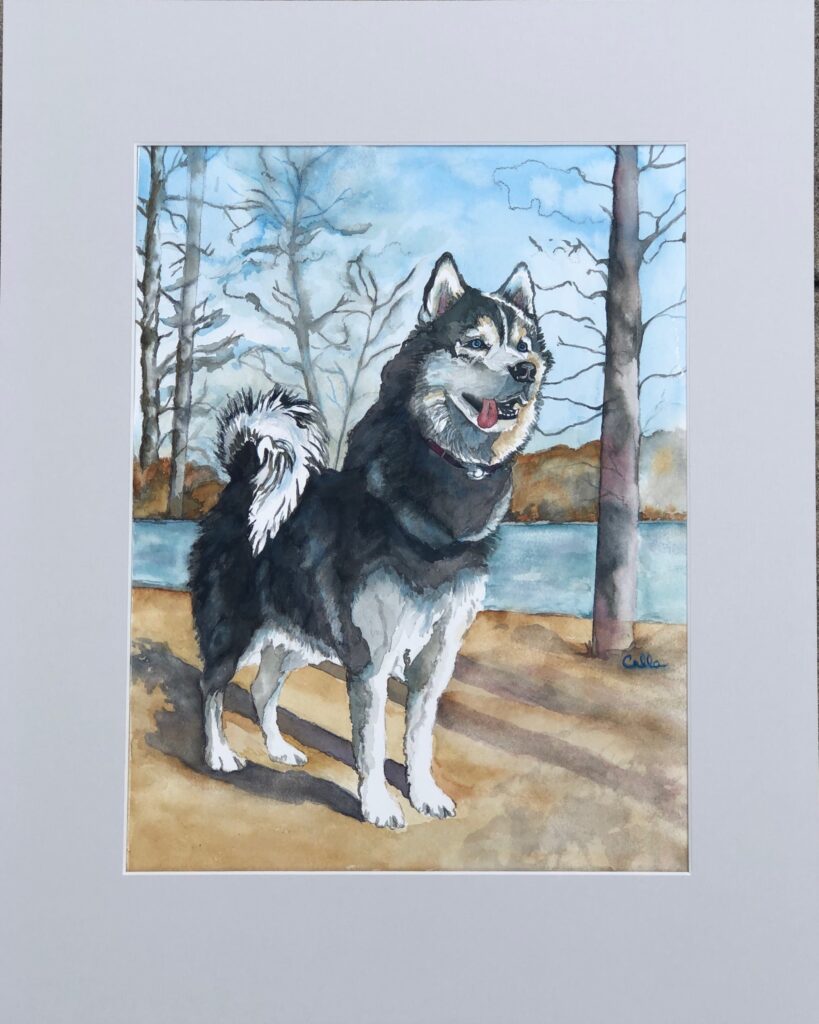 Darko the husky