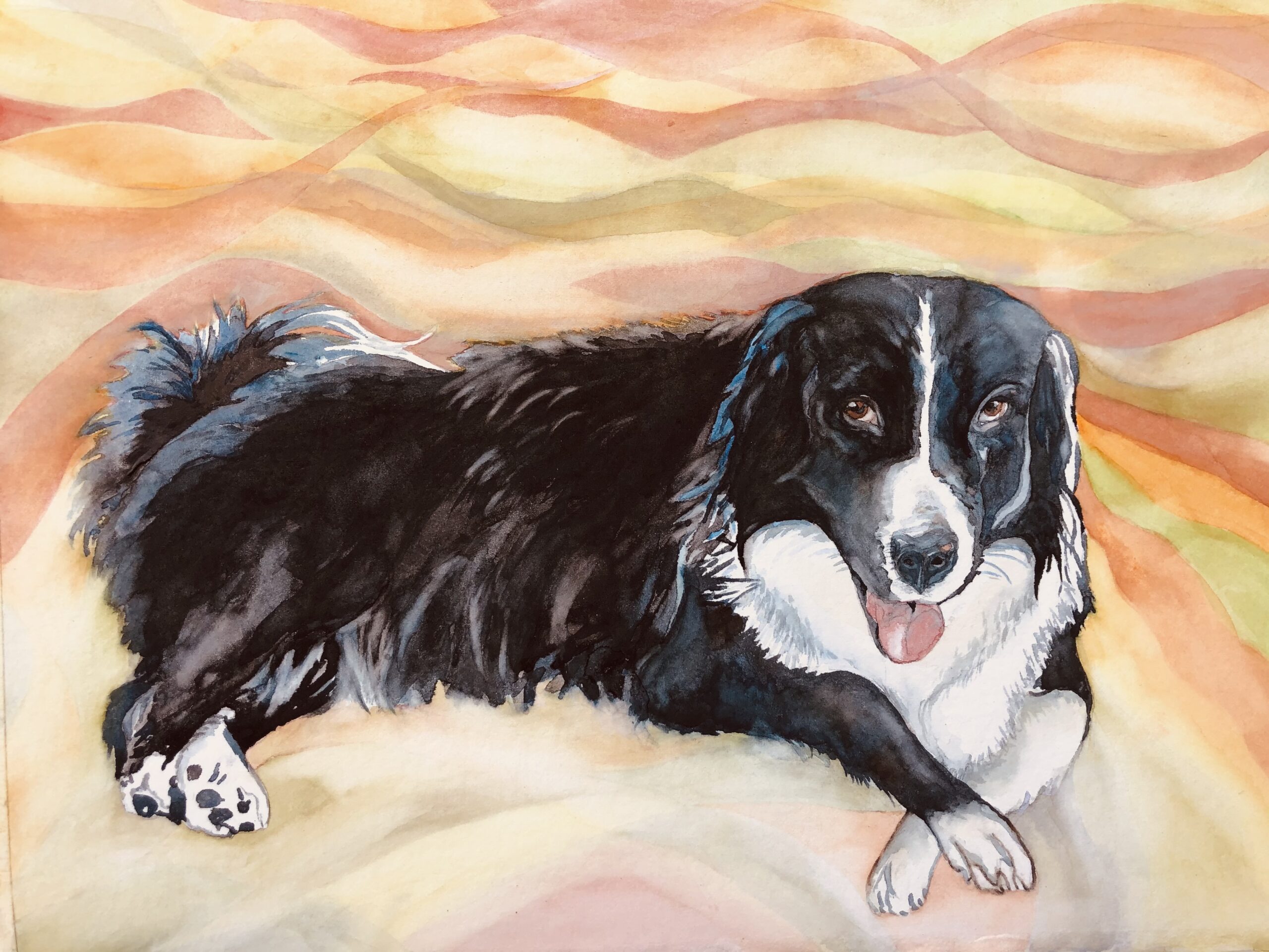 Riley Border Collie