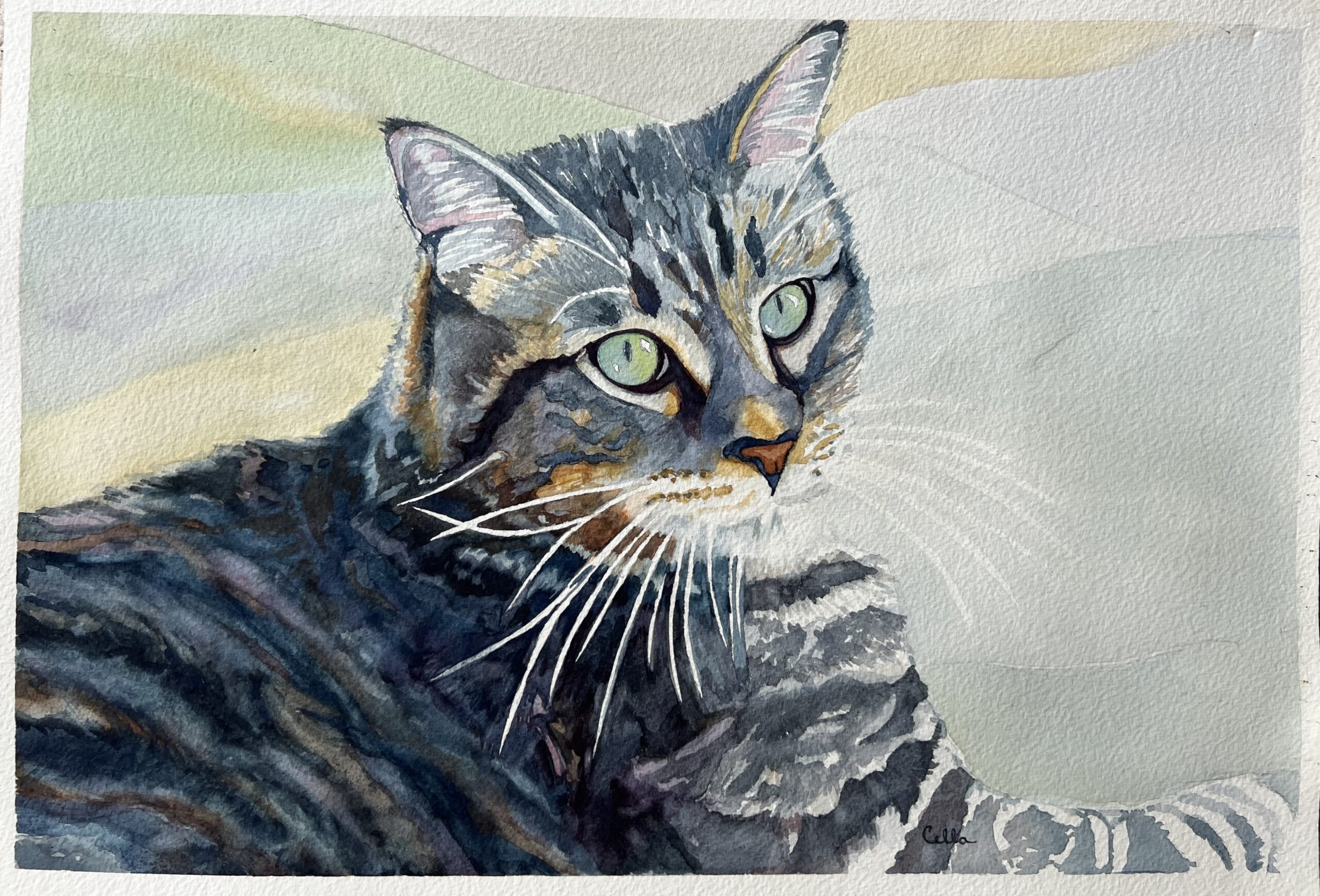 Wiley Cat